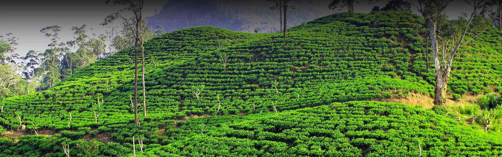 Tea Plantation & Factory Tours in Sri Lanka
