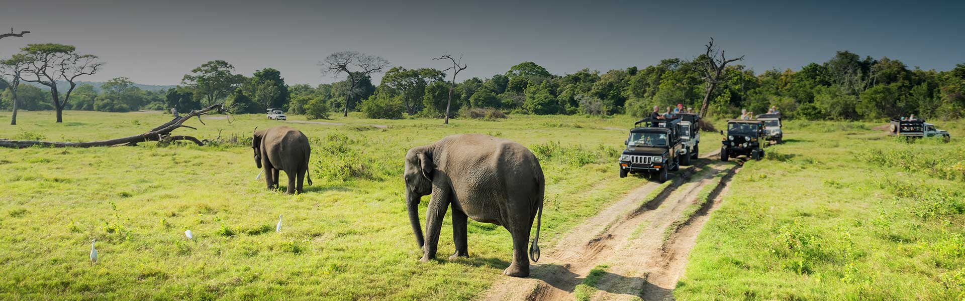 Adventure & Wildlife Family Journey