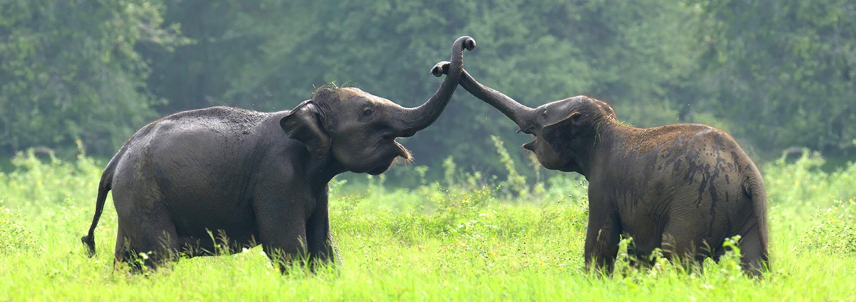Elephants fighting