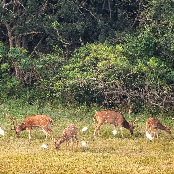 Unique Parks to Explore the Next Time You Visit Yala