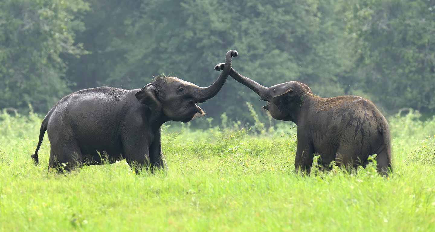 Elephants in Yala