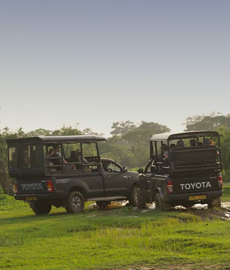 Wildlife Safari
