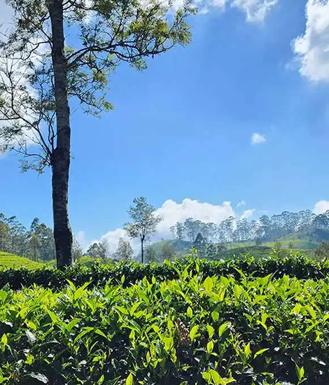 Tea plantation