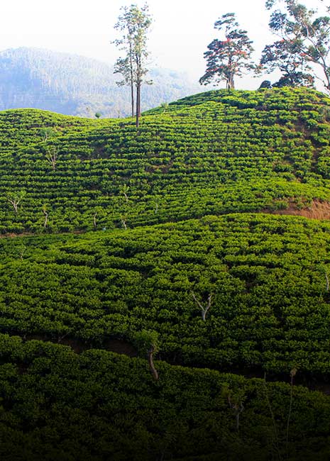 Tea Plantation