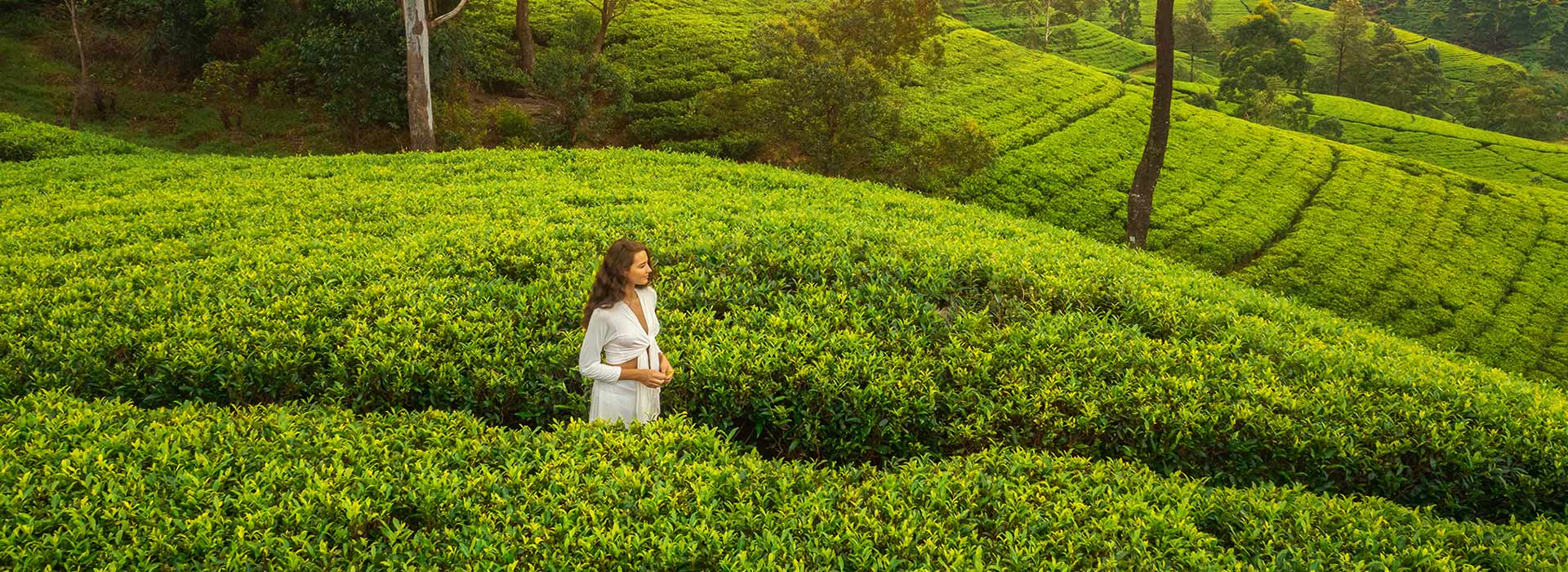 Women walking through the tea plantation