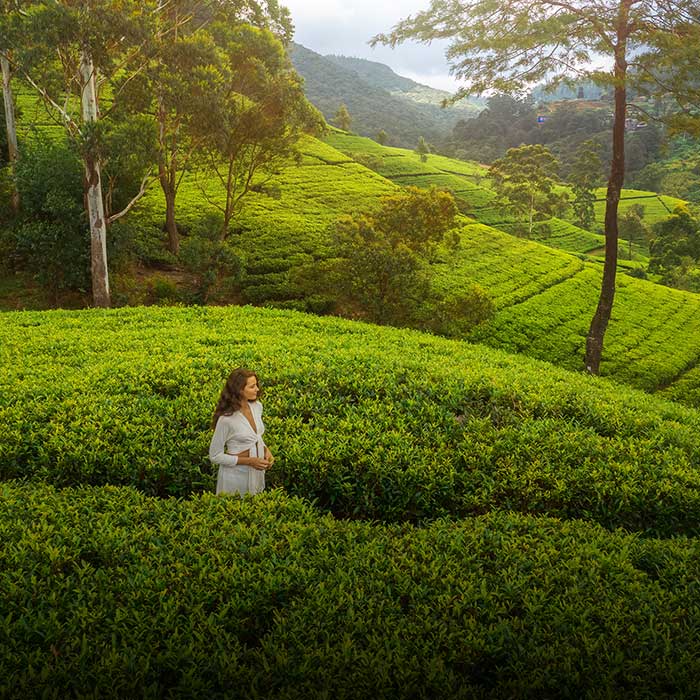 Women walking through the tea plantation