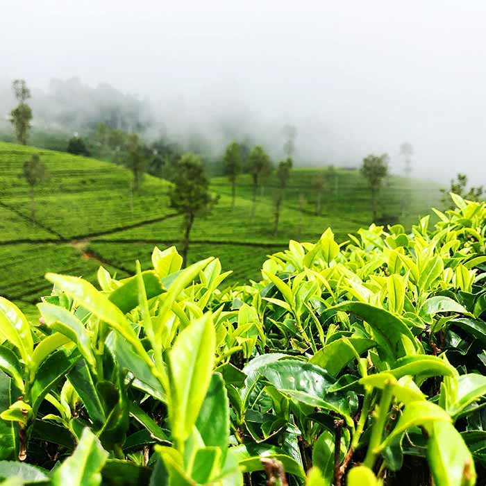 Perfect Destination For Sri Lankan Getaway