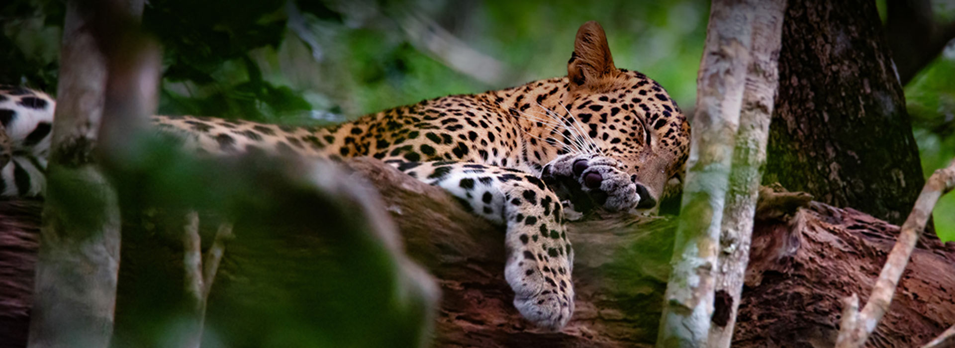Leopard