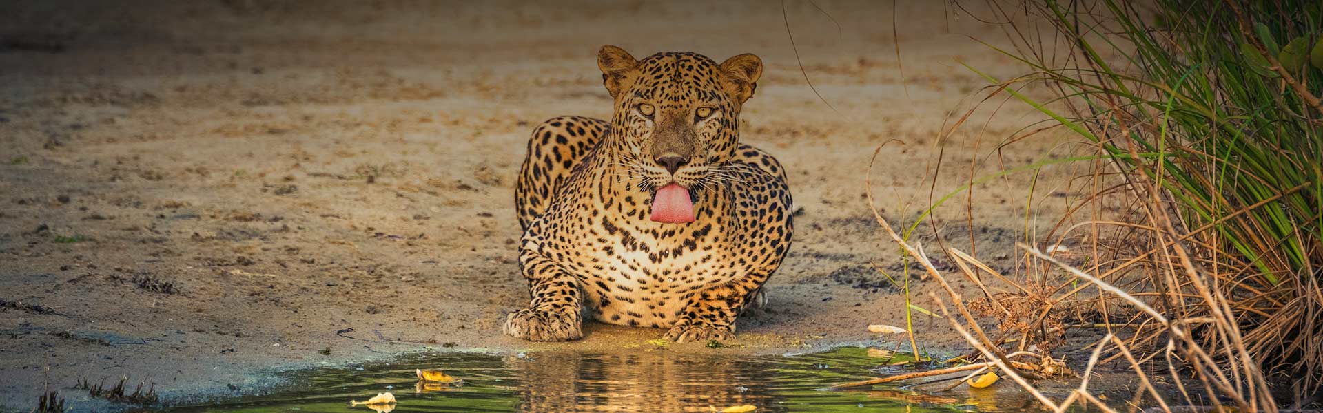 Yala National Park Safari Adventures
