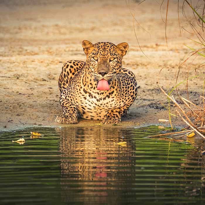Yala National Park Safari Adventures