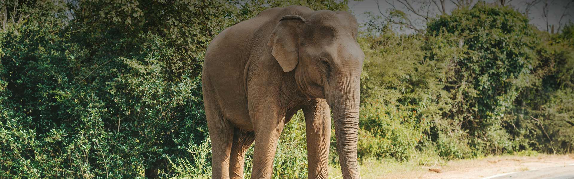 Top Reasons To Visit Yala National Park During The Off Season