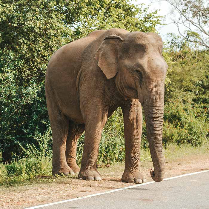 Top Reasons To Visit Yala National Park During The Off Season
