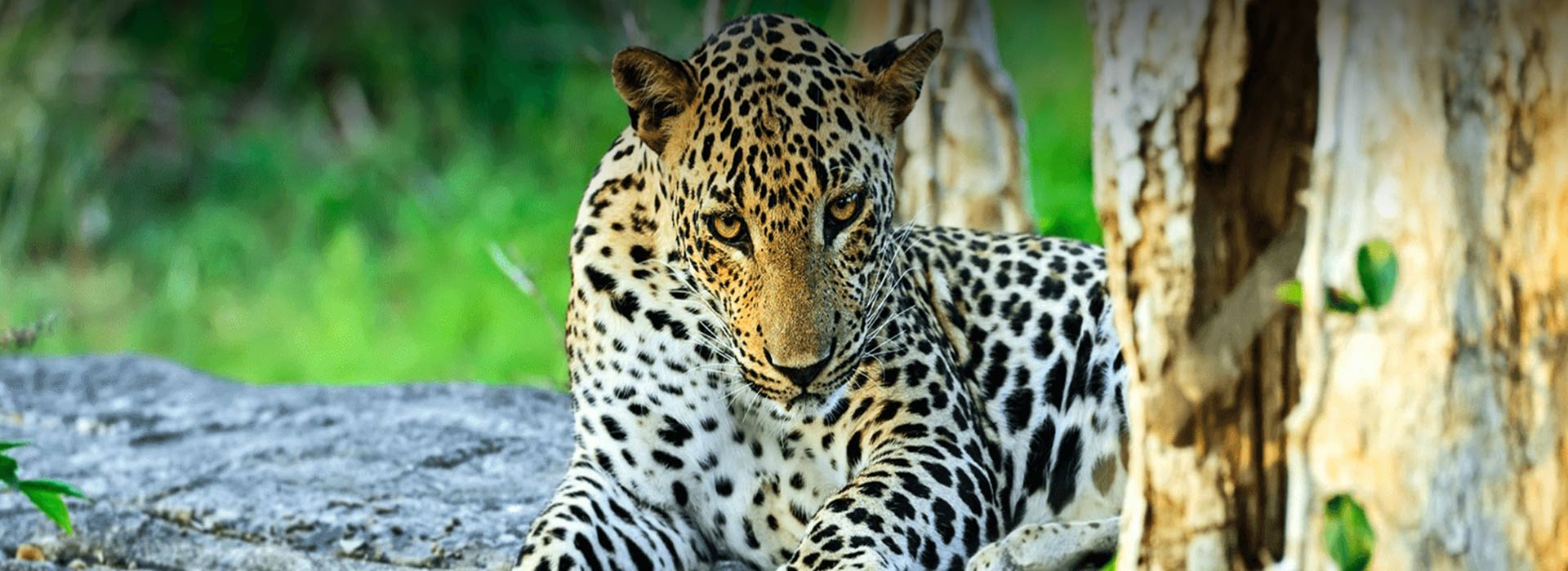 Yala national park