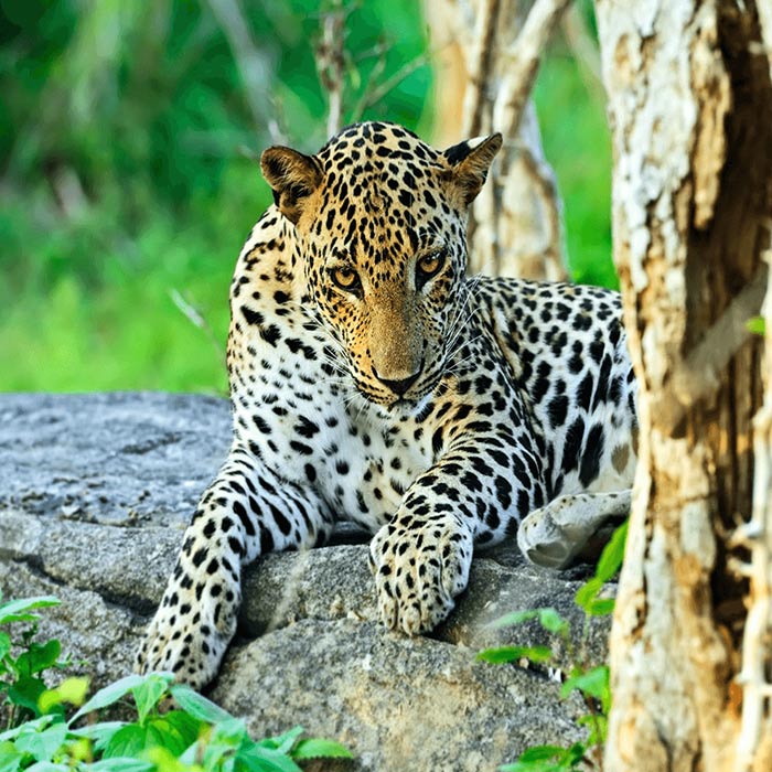 Yala national park