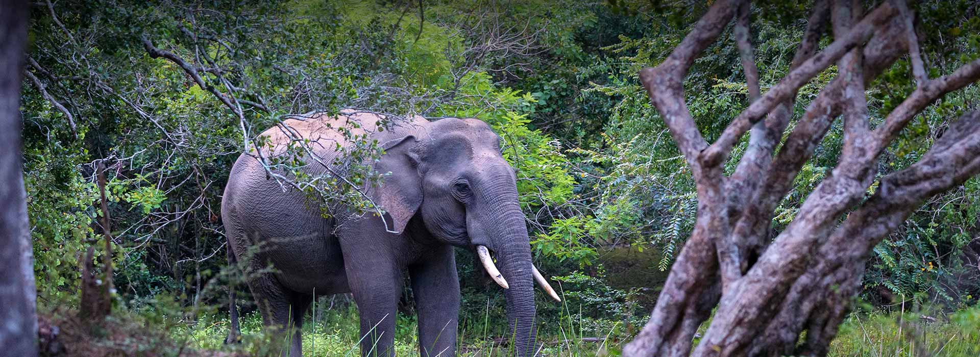 Elephants in Yala