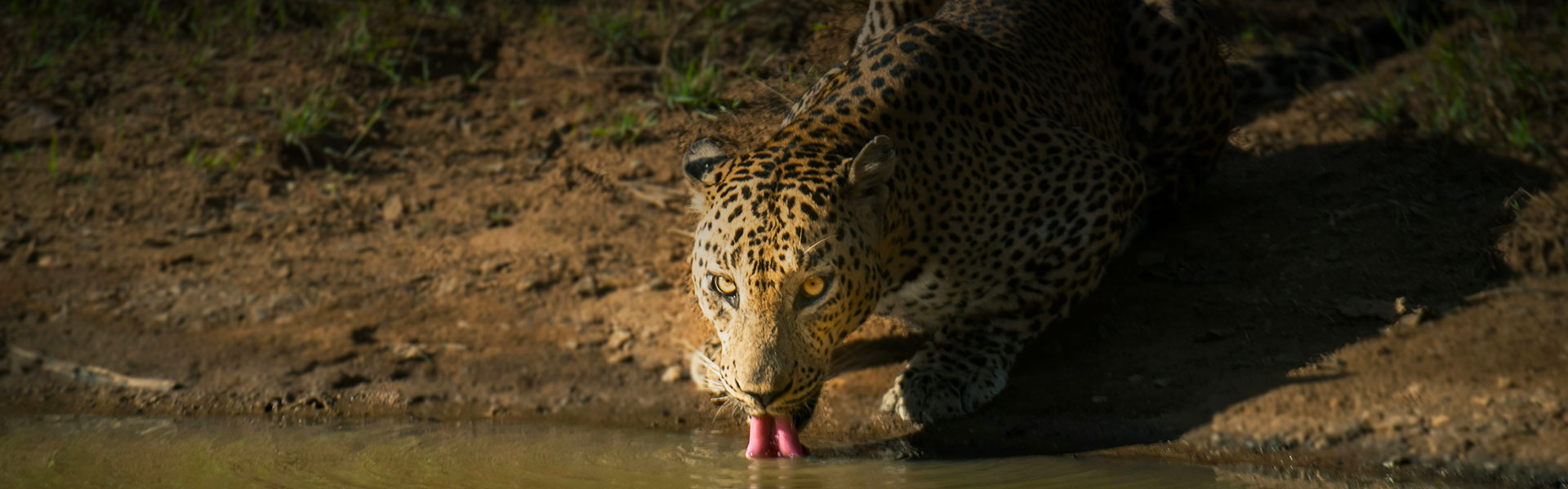 The Secret Side of Yala A Nature Lovers Paradise in Sri Lanka