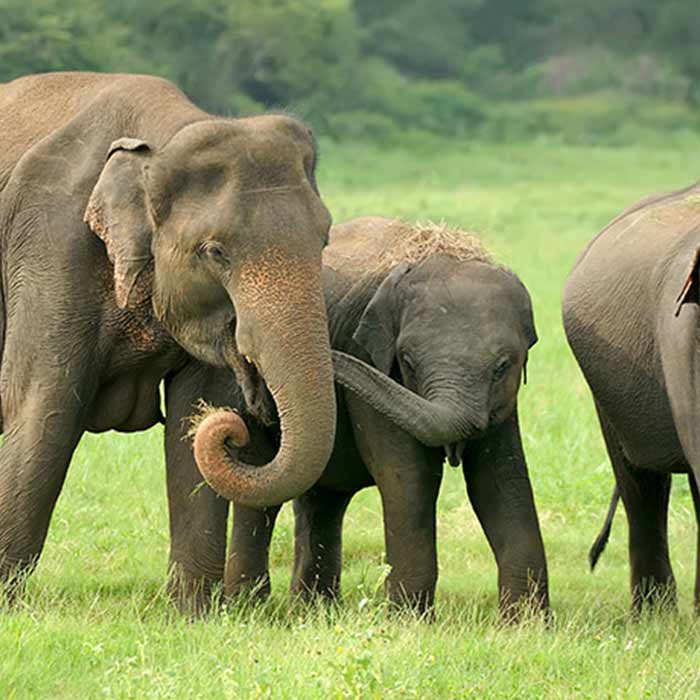 The Ultimate Safari Adventure, Planning Your Yala National Park Safari Trip