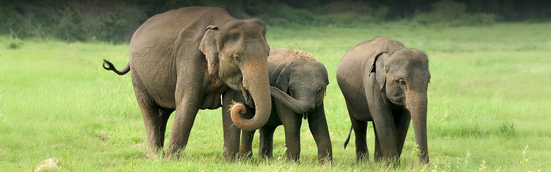 The Ultimate Safari Adventure, Planning Your Yala National Park Safari Trip