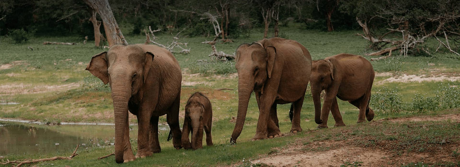 Watching elephants in Yala