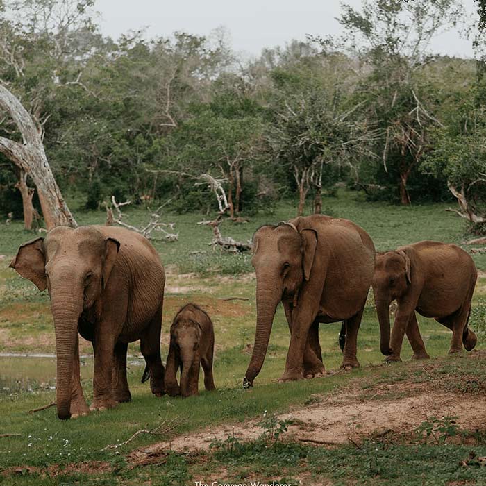 Watching elephants in Yala