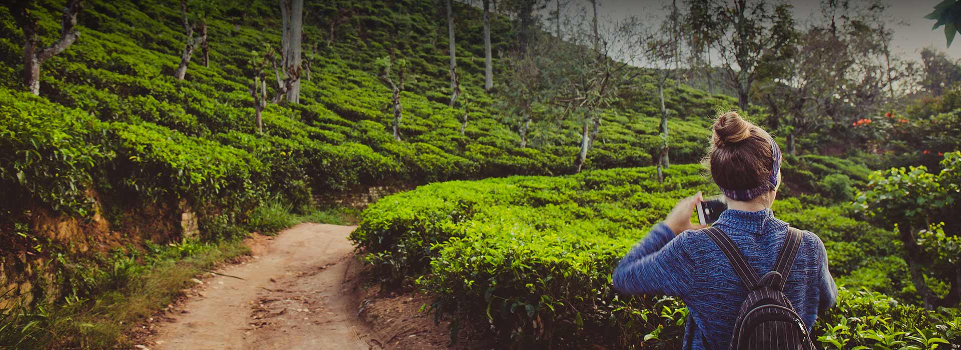 Women walking through the tea plantation