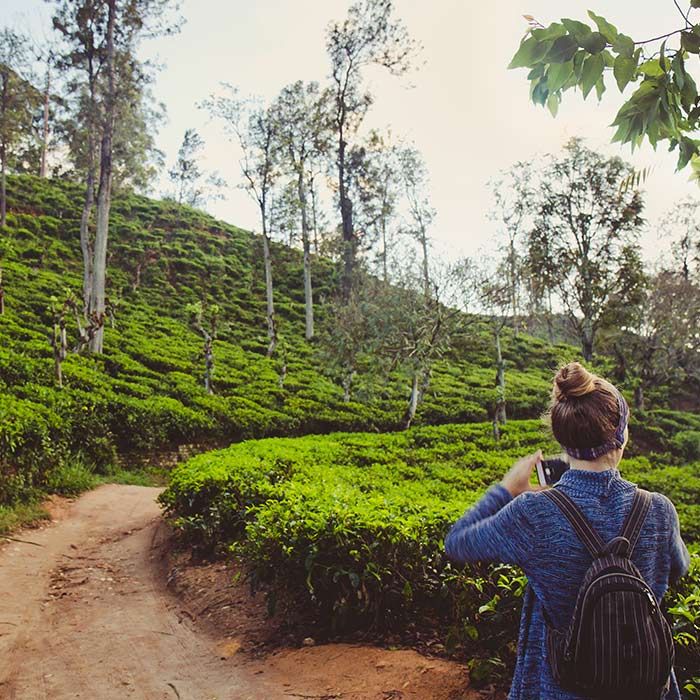 Women walking through the tea plantation