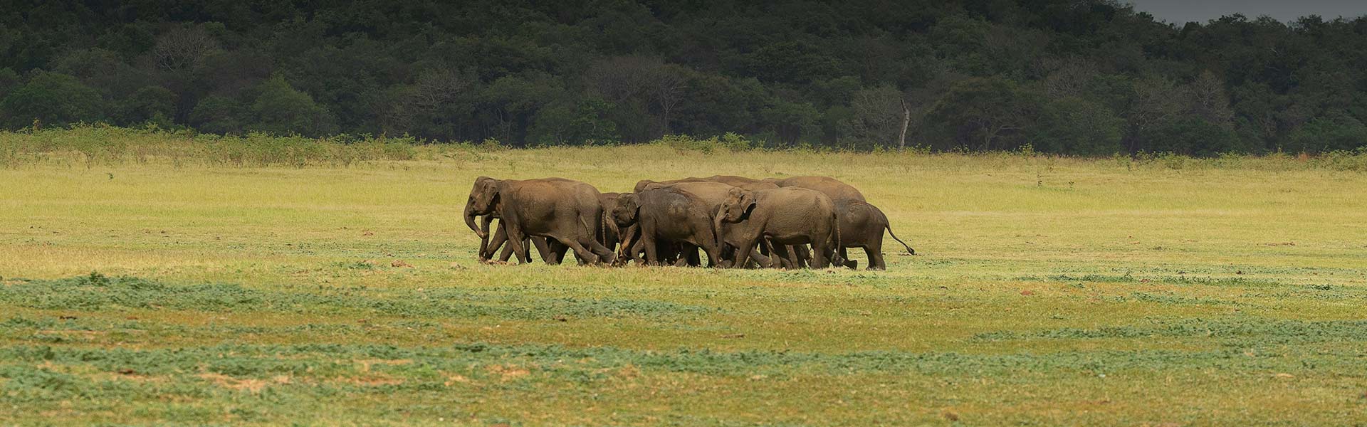 The Best Times to Visit Sri Lanka – Weather and Tourist Seasons
