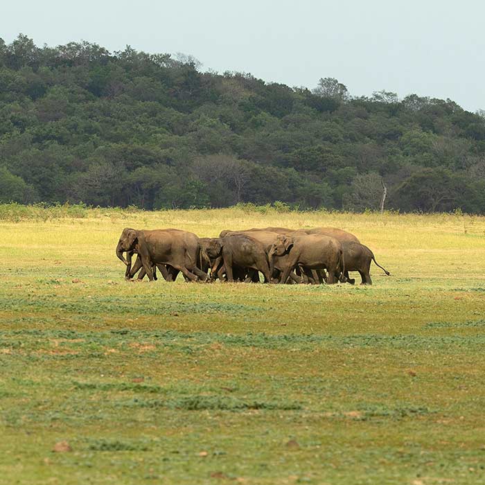 The Best Times to Visit Sri Lanka – Weather and Tourist Seasons