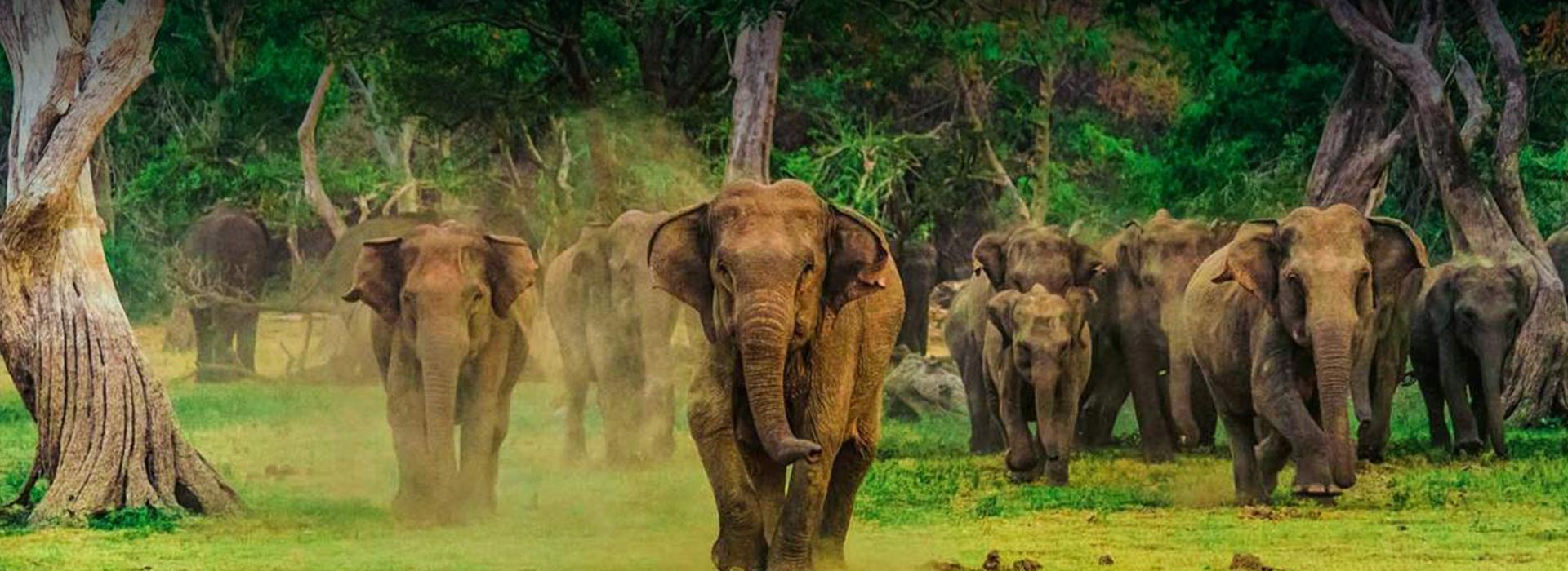 Watching elephants in Yala