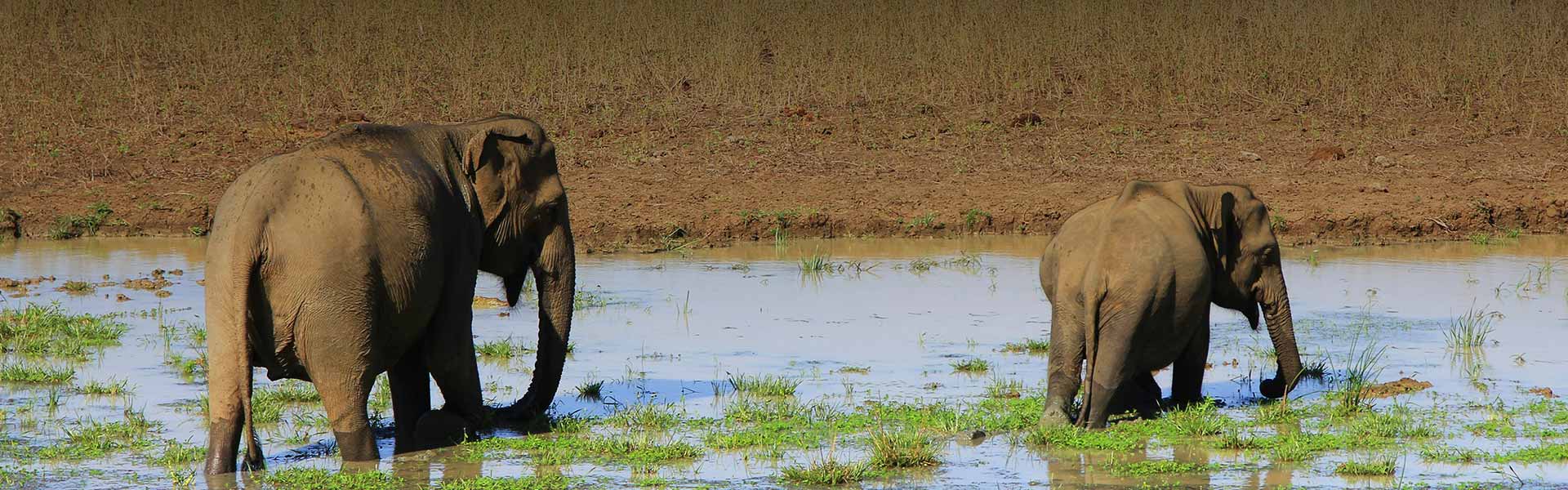 Best Attractions and Activities to Do in Yala