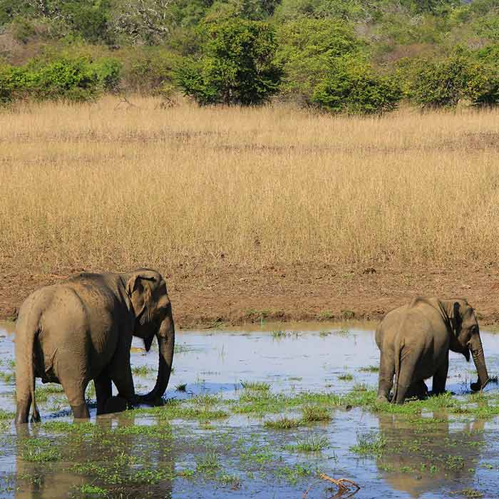 Best Attractions and Activities to Do in Yala