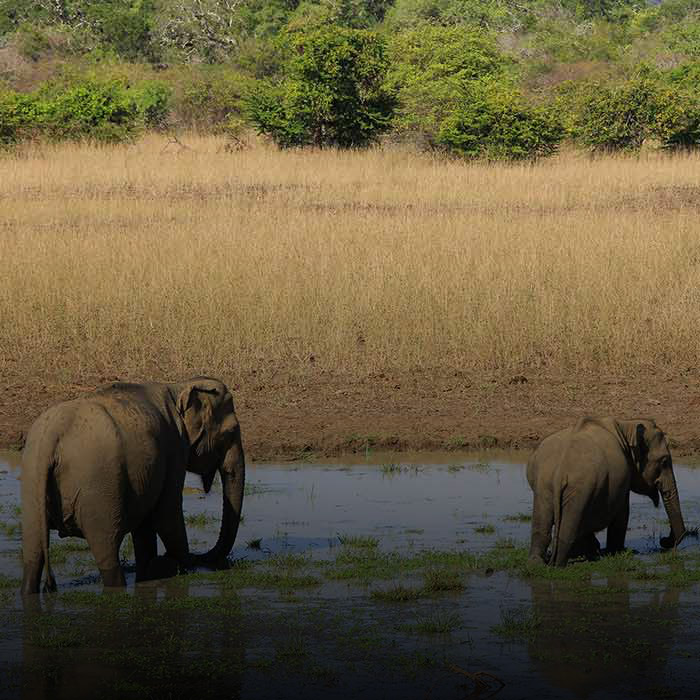 Activities to Do in Yala