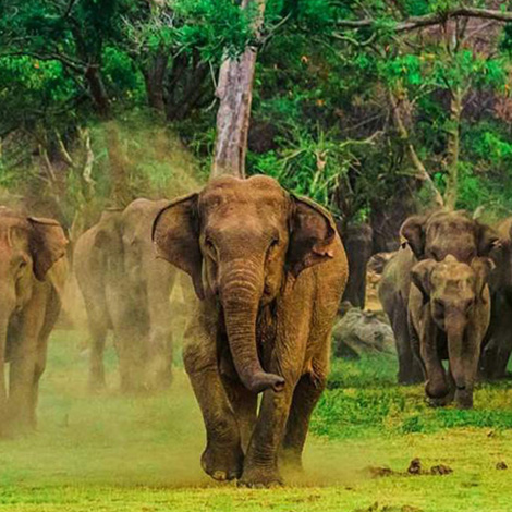 Elephants of Udawalawa National Park