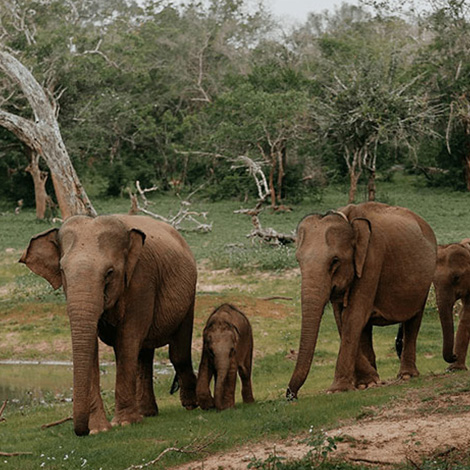 Elephants of Yala National Park