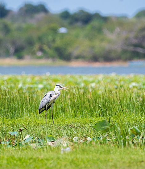 A Bird