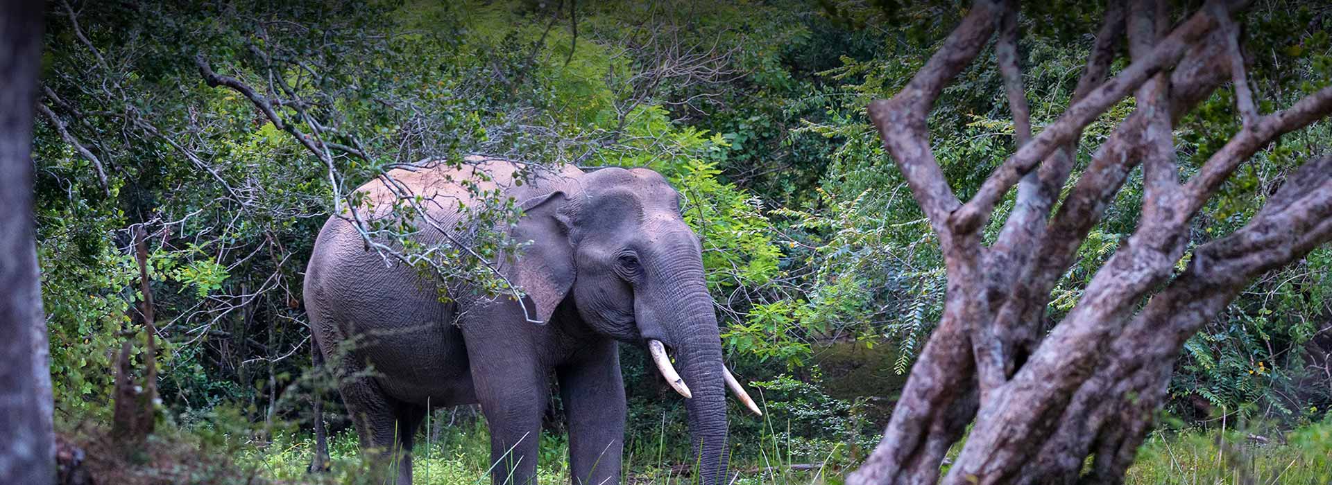 A tusker roams in the wild
