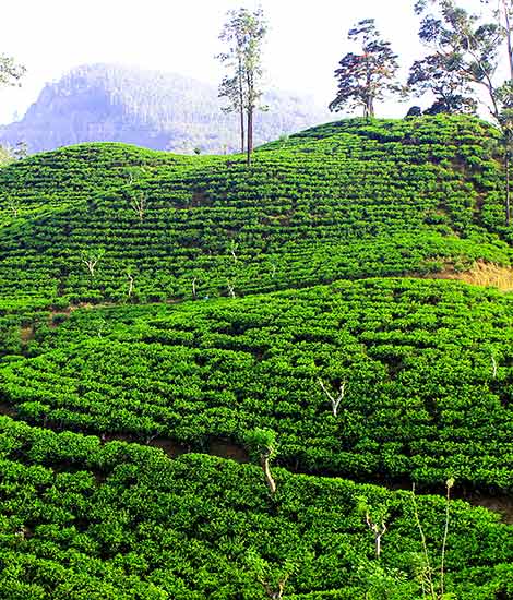 Tea Plantation & Factory Tours in Sri Lanka