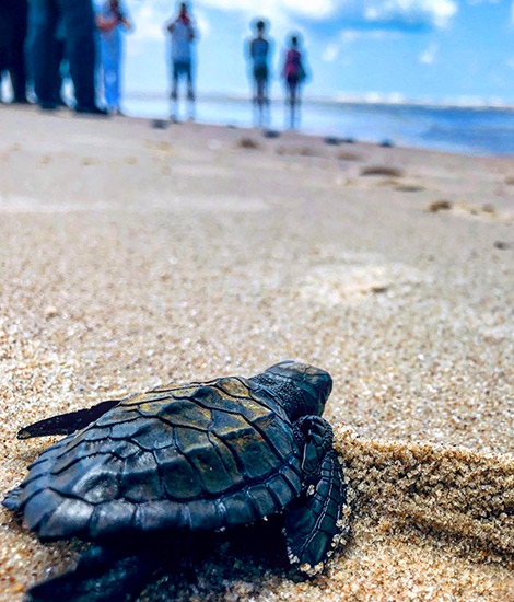 Turtle in Rekawa Beach