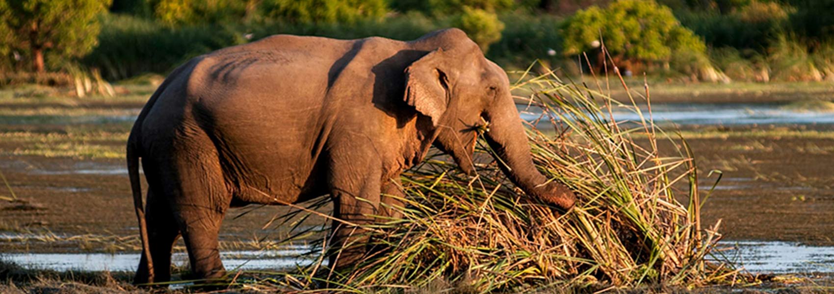 Adventure & Wildlife Safari