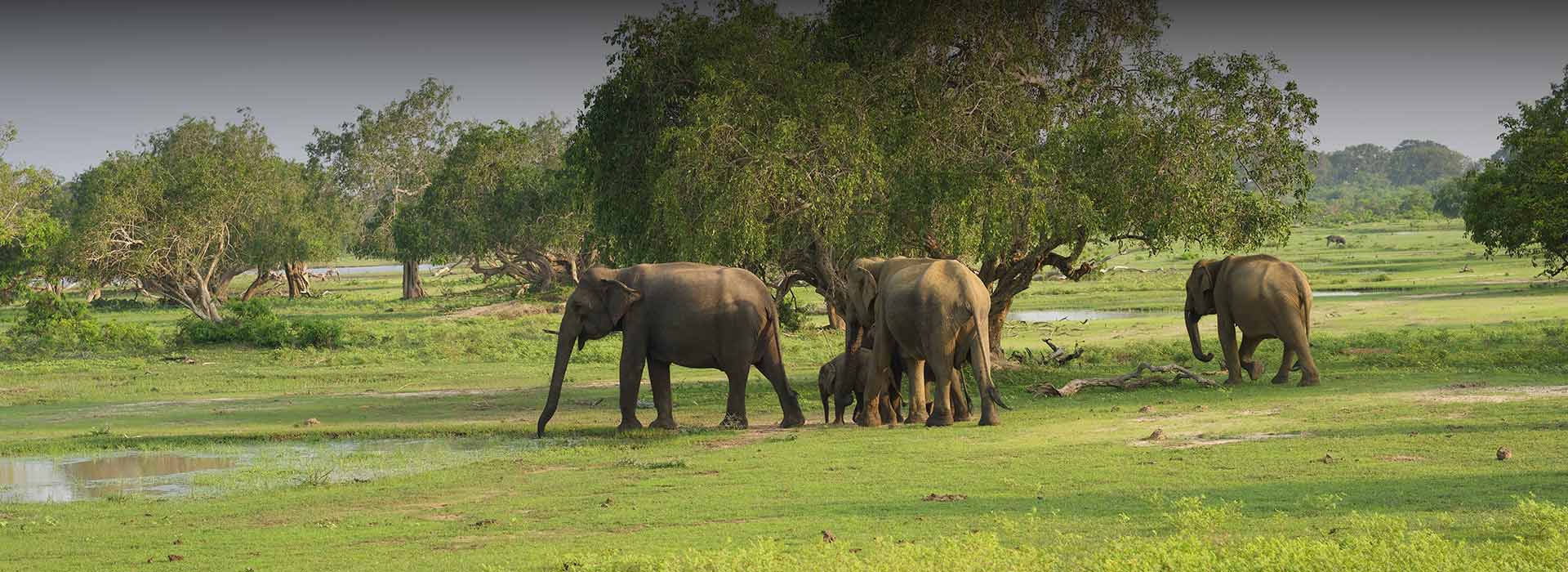 Wildlife & Nature Experiences
