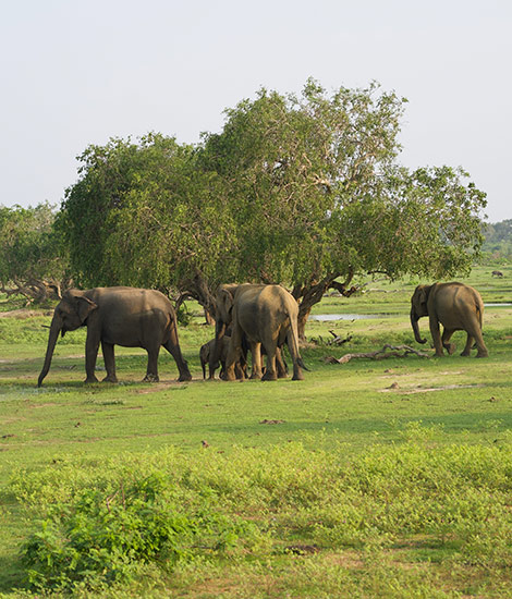 Wildlife & Nature Experiences