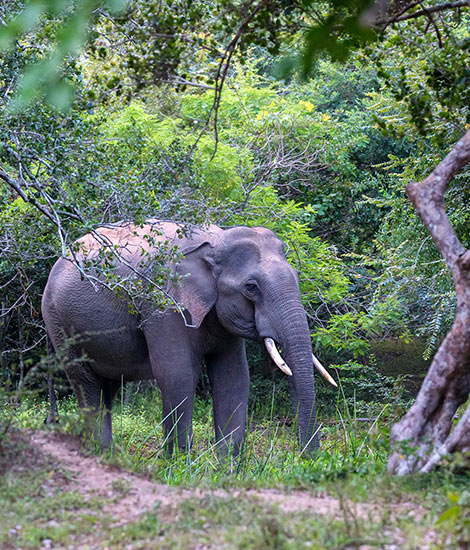 Ceylon Elephant Visit