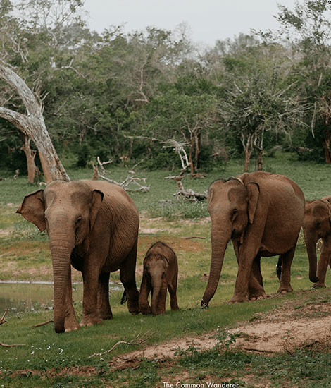 Private Yala National Park Safari