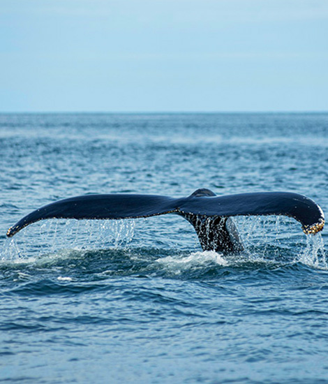 Whale