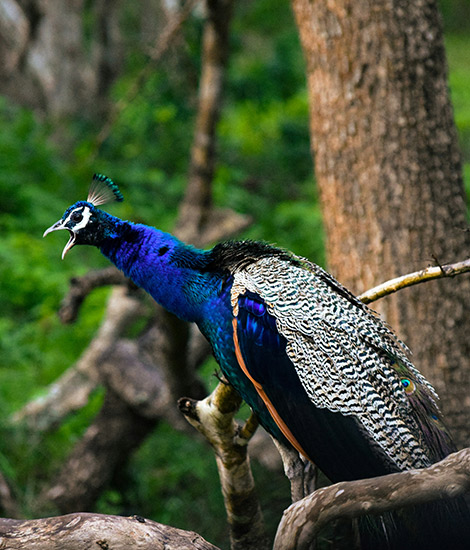 Guided Bird-Watching