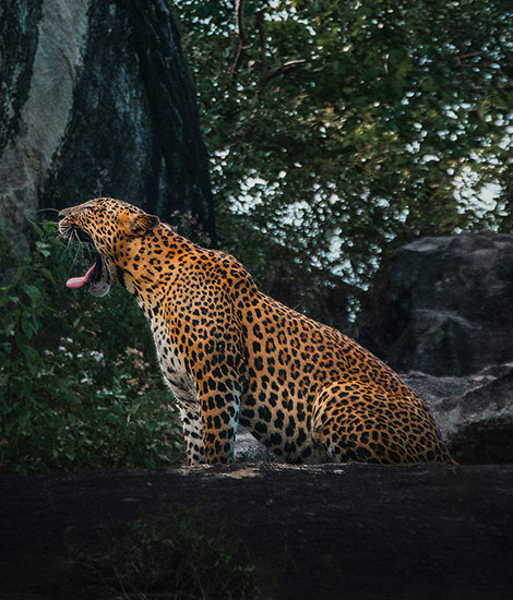Private Yala National Park Safari