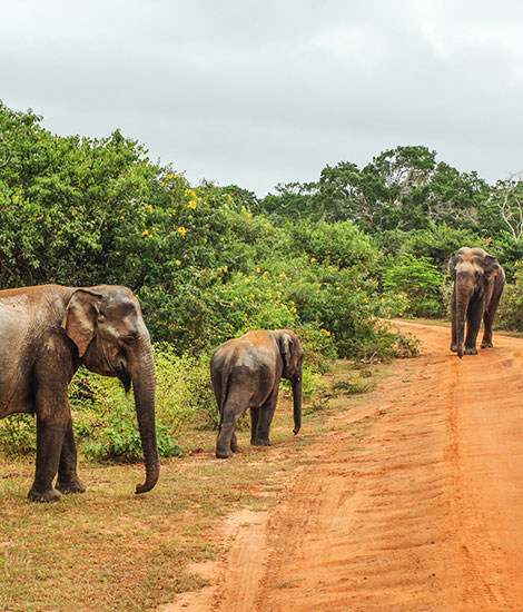 Wildlife & Nature Experiences