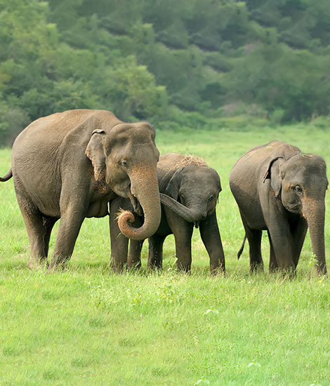 Ceylon Elephant Visit