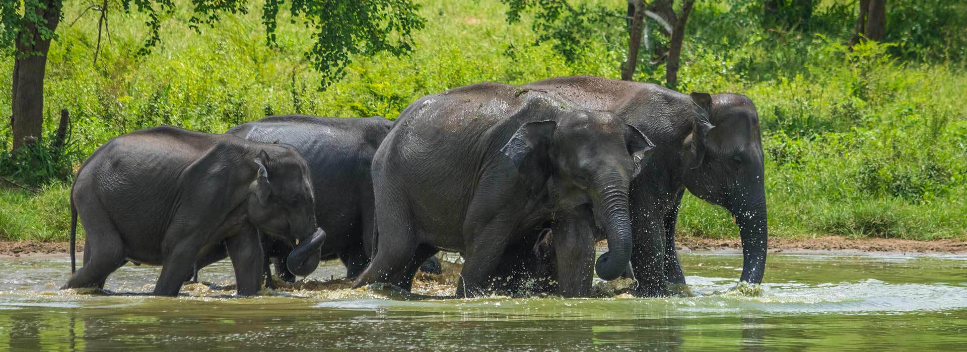 A Guide to Visiting Yala National Park in Sri Lanka