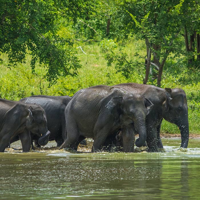 A Guide to Visiting Yala National Park in Sri Lanka